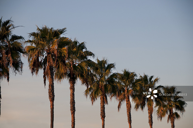 直插云霄的高大棕榈树图片素材