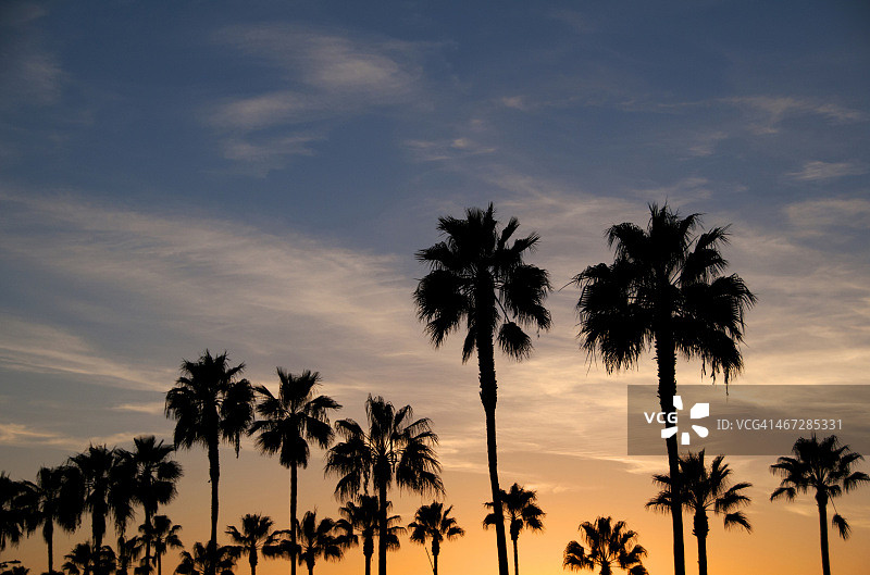 日落下的棕榈树图片素材