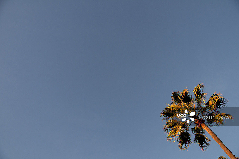 直插云霄的高大棕榈树图片素材