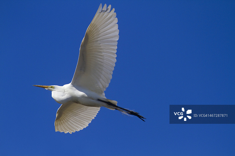 飞向巢穴的大白鹭图片素材