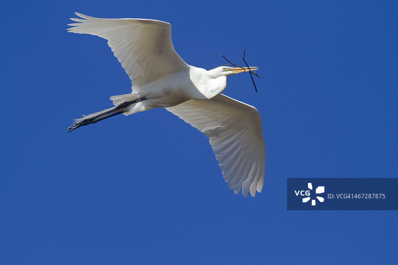飞向巢穴的大白鹭图片素材