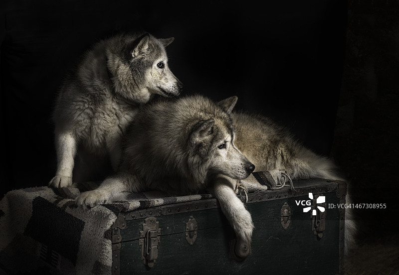 哈士奇犬工作室肖像图片素材