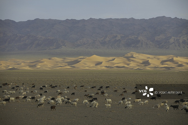 在蒙古歌唱沙丘吃草的牲畜图片素材