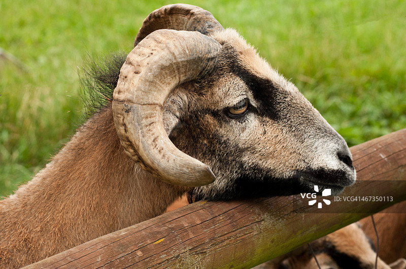 喀麦隆绵羊图片素材