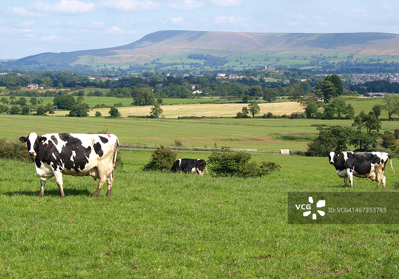 田野里的牛群图片素材