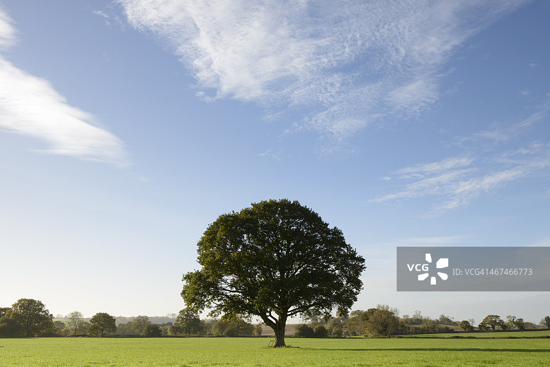 田野中的英国橡树图片素材
