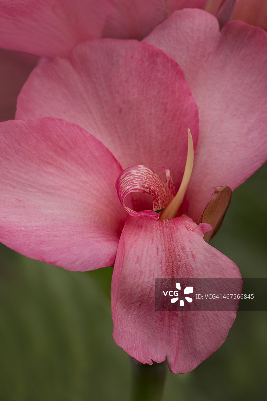 美人蕉曲线图片素材