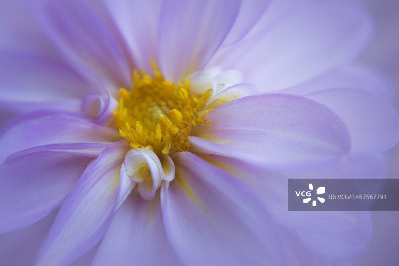 紫色大丽花图片素材