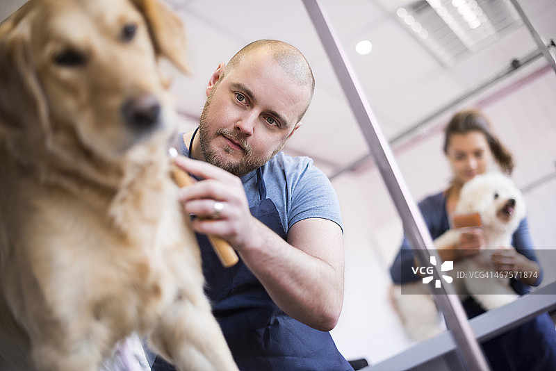 宠物美容沙龙男老板和员工图片素材