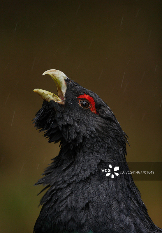 雨中的松鸡图片素材