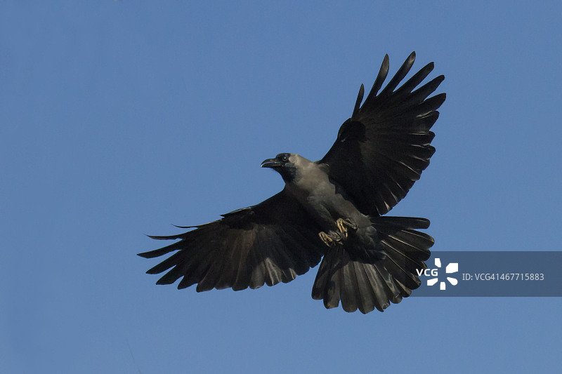 飞行中的乌鸦图片素材