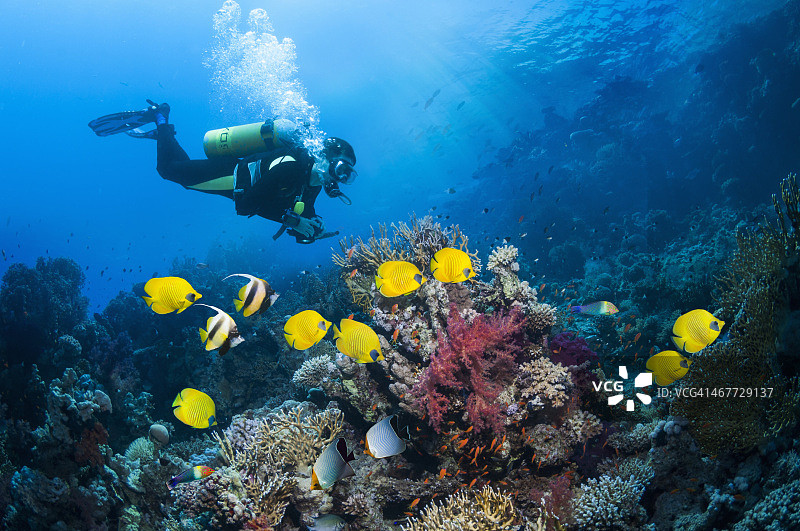 潜水员与蝴蝶鱼图片素材