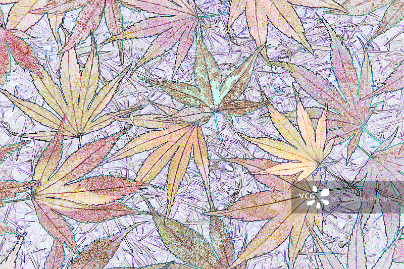 精致的枫叶抽象图案图片素材