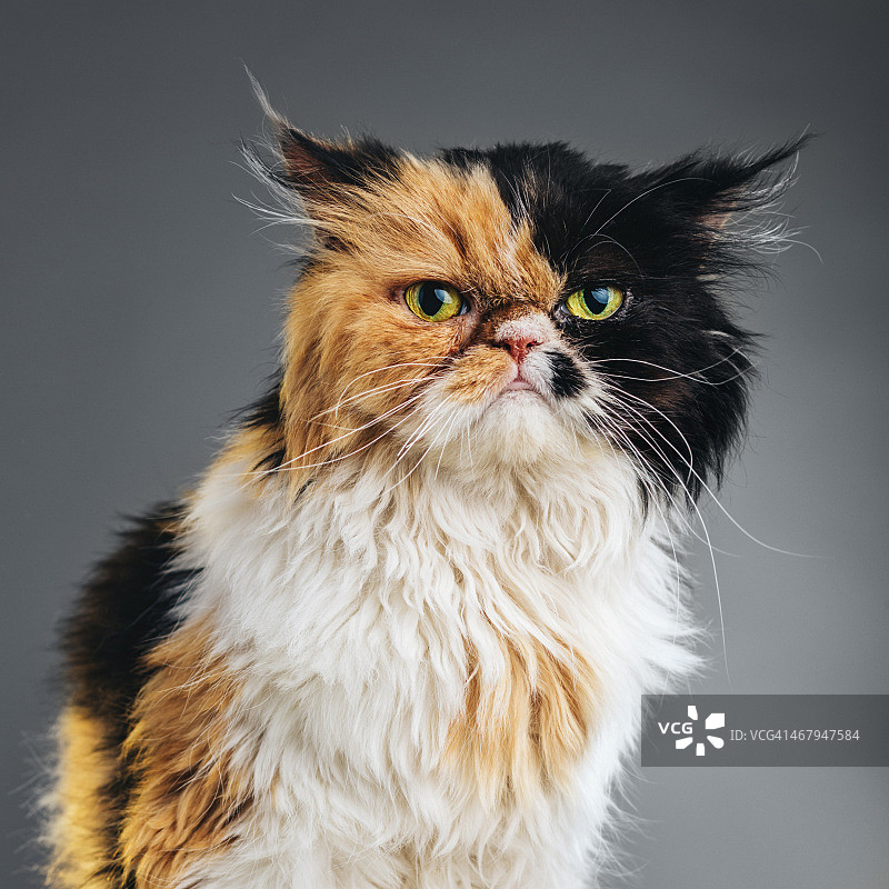 波斯猫看镜头的方形肖像照图片素材