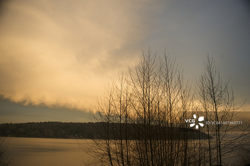 曼zanita灌木图片素材