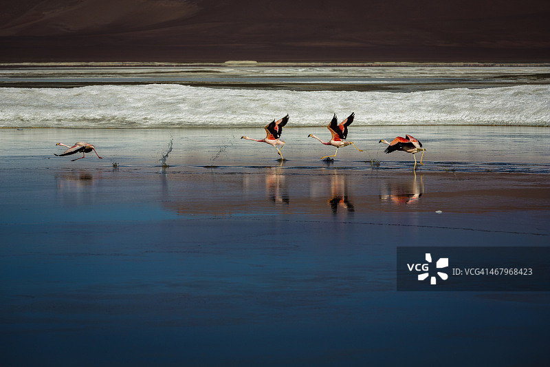 詹姆斯的火烈鸟图片素材