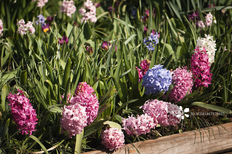 盛开风信子的 raised bed图片素材