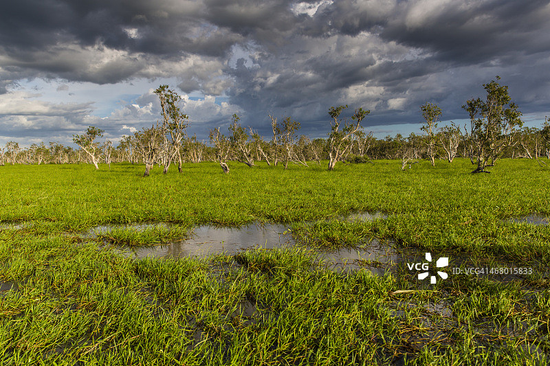 玛丽河漫滩上的千层树图片素材