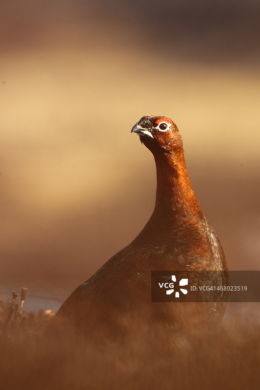 红毛雷鸟图片素材