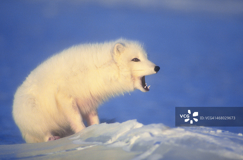 北极狐图片素材