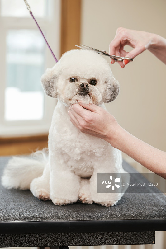 宠物沙龙中的专业宠物美容师图片素材
