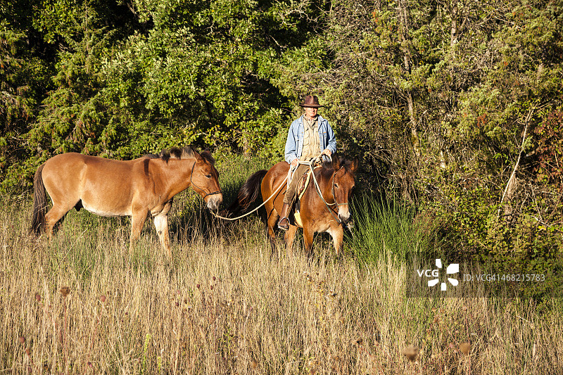 骑马者与田野里的骡子图片素材