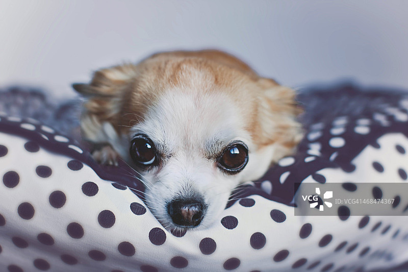 吉娃娃特写图片素材