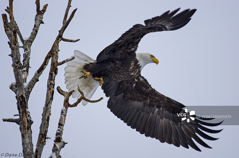 老鹰起飞图片素材