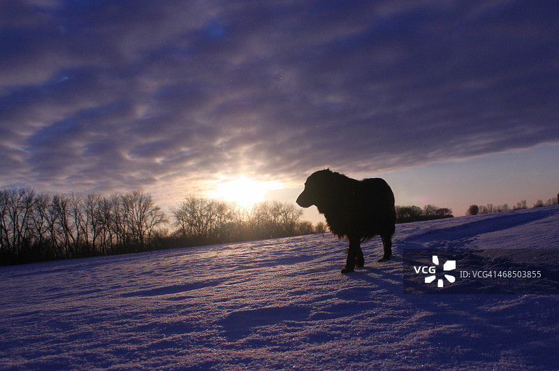 日落时分的逆光寻回犬图片素材