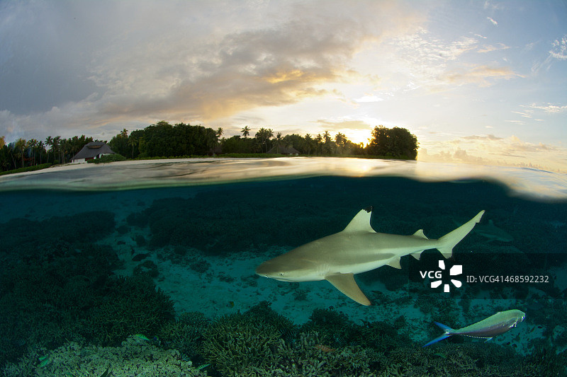 日落鲨鱼图片素材