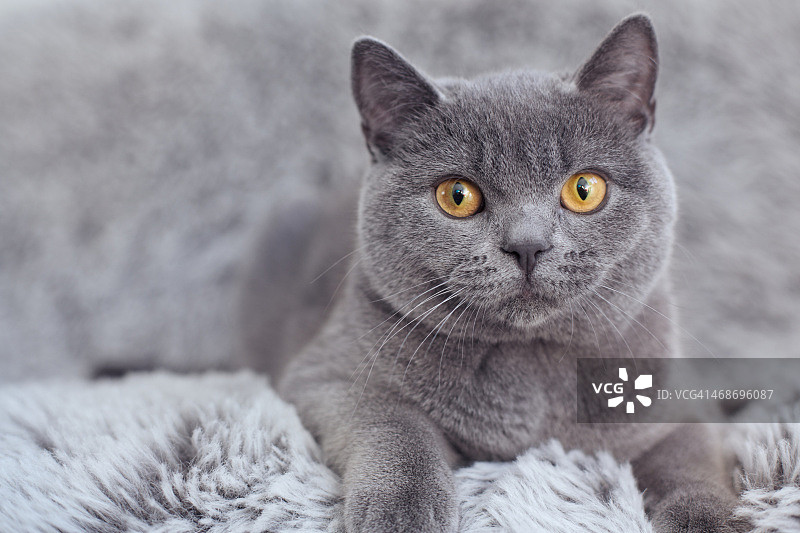 英国猫在毛皮毯子上图片素材