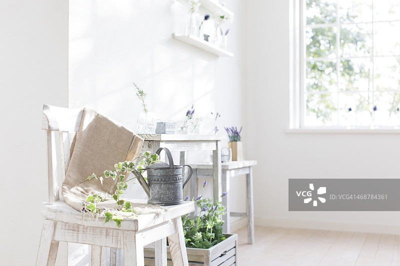 房间里生长的草本植物和常春藤图片素材