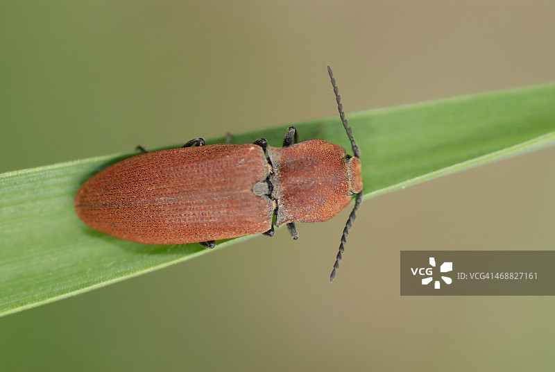 Agrypnus agrillaceus图片素材