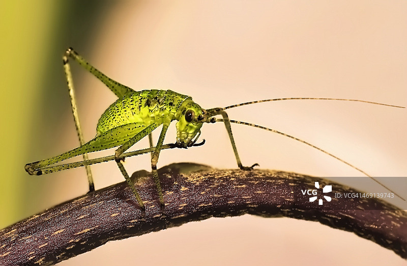 我爱你，绿图片素材