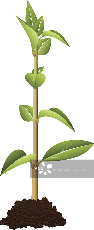 绿色植物图片素材