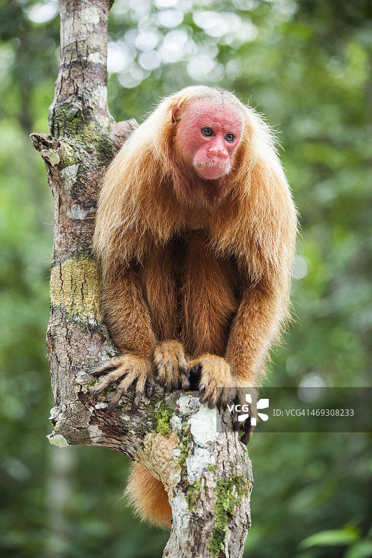 红脸秃猴图片素材