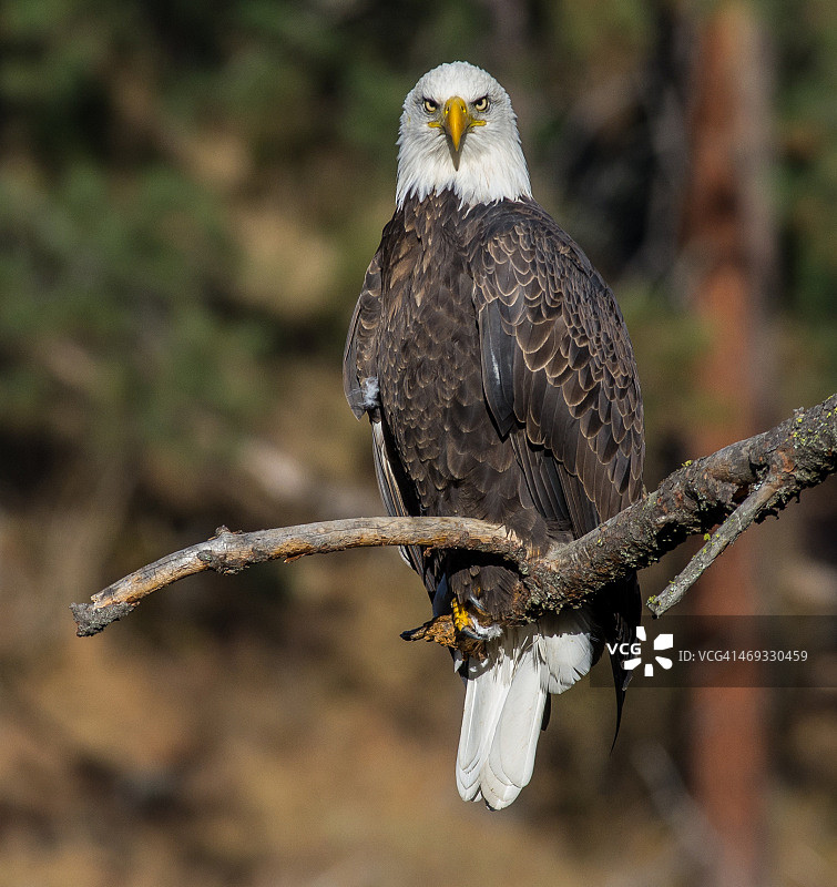 不列颠哥伦比亚省鹰图片素材