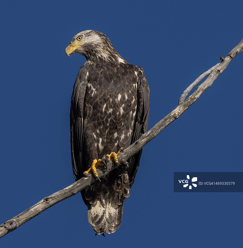 不列颠哥伦比亚省鹰图片素材