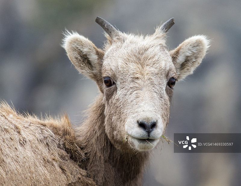 大角羊图片素材