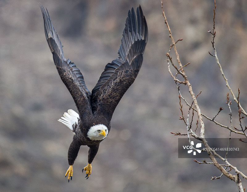 不列颠哥伦比亚省鹰图片素材