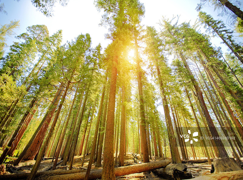 优胜美地国家公园的蝴蝶林巨树图片素材
