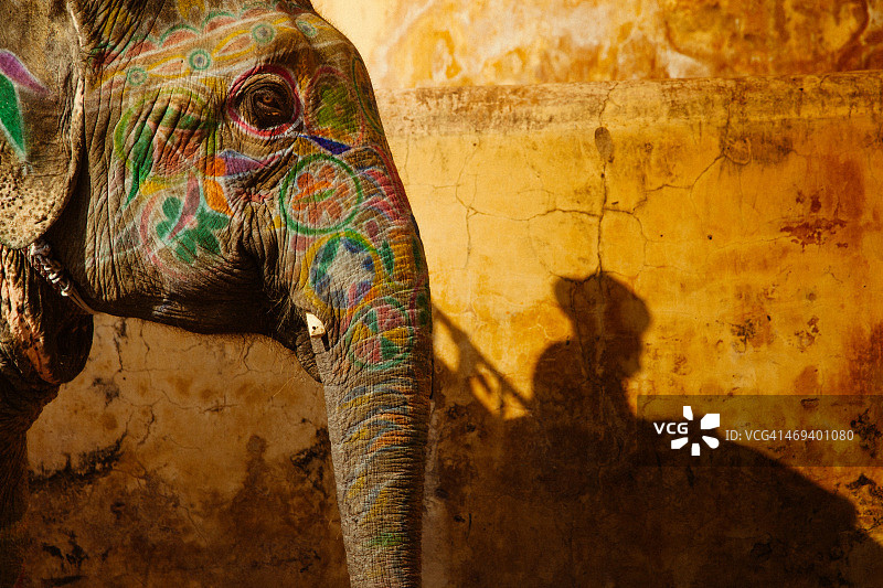 大象的影子图片素材