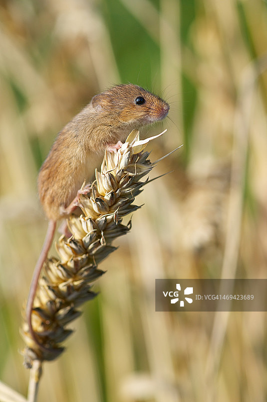 玉米穗上的小家鼠图片素材