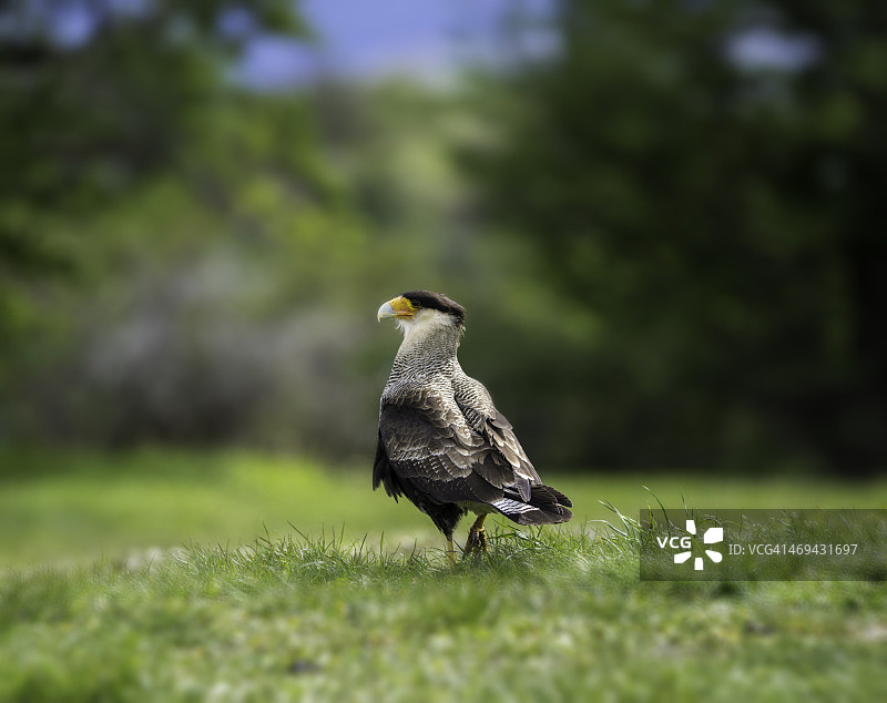 百内的 Caracaras（南冠 Caracara 鸟）图片素材