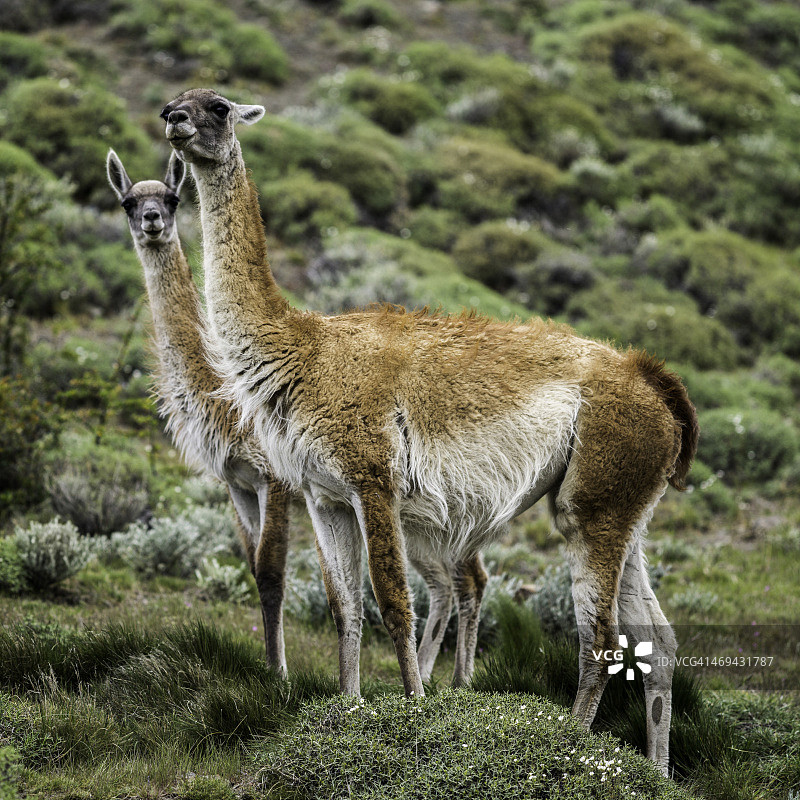 百内国家公园里的原驼 (Lama guanicoe)图片素材
