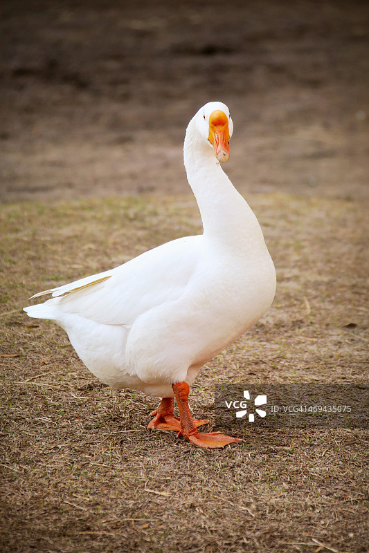 白色中国鹅图片素材