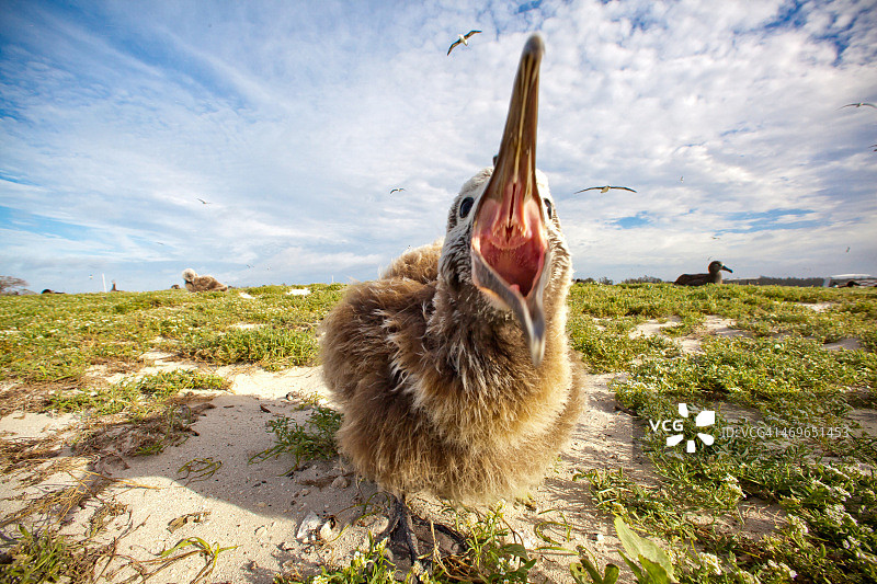 中途岛信天翁雏鸟图片素材
