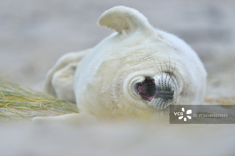 灰海豹图片素材