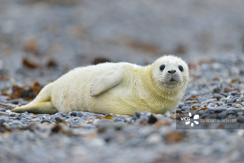 灰海豹图片素材