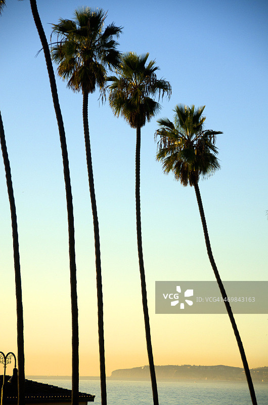 天空中的高大棕榈树图片素材